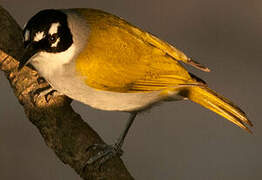 Black-crowned Tanager