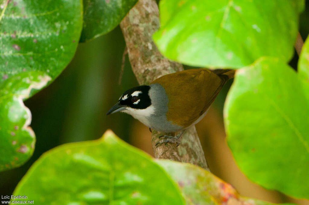 Black-crowned Tanageradult