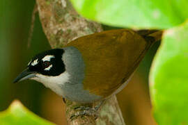 Black-crowned Palm-tanager