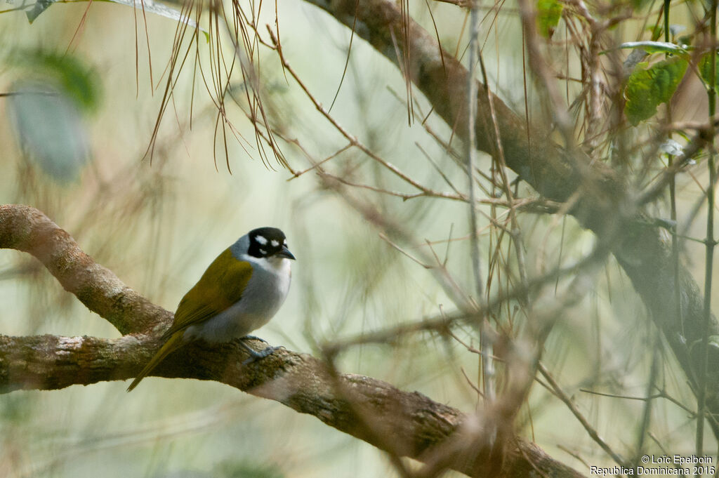 Black-crowned Tanager