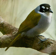 Black-crowned Tanager