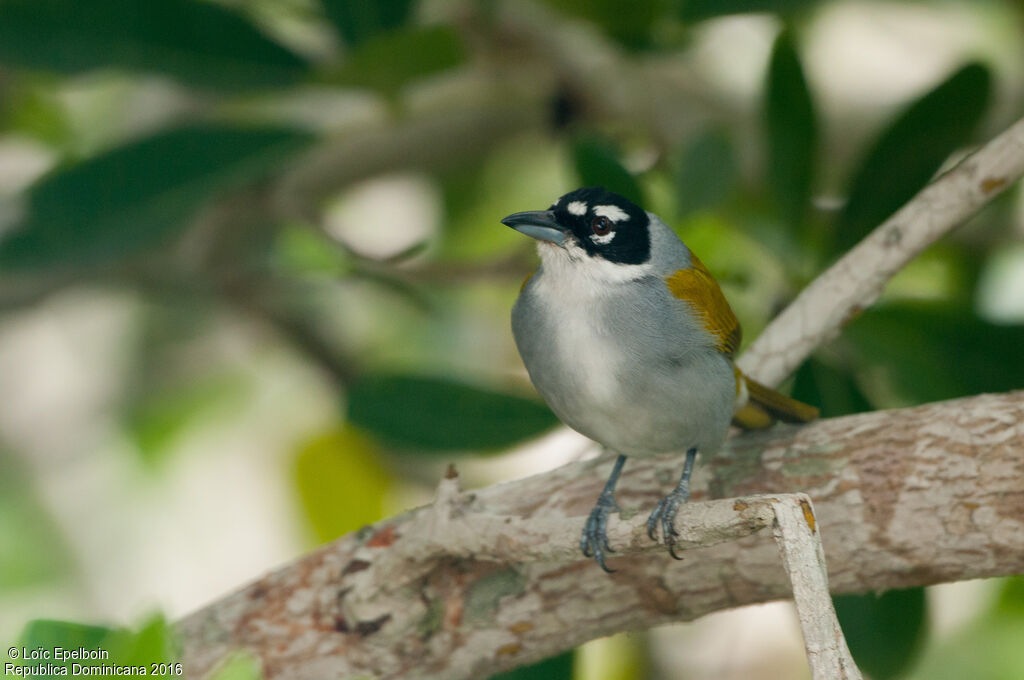 Black-crowned Tanager