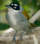 Black-crowned Tanager