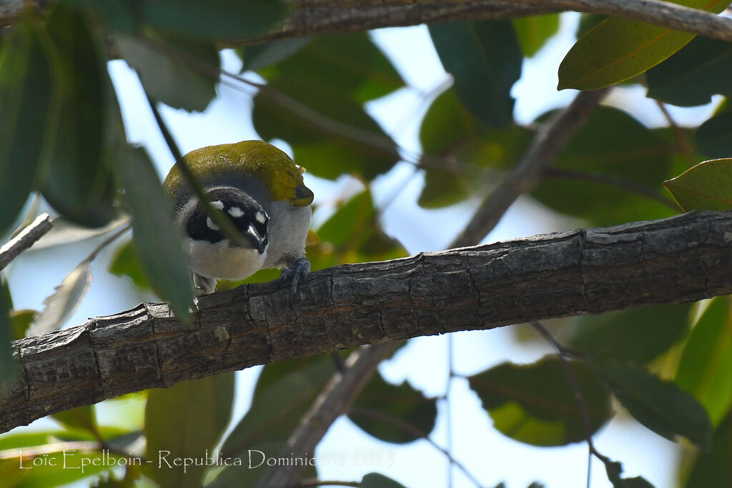 Black-crowned Tanager