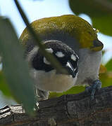 Black-crowned Palm-tanager