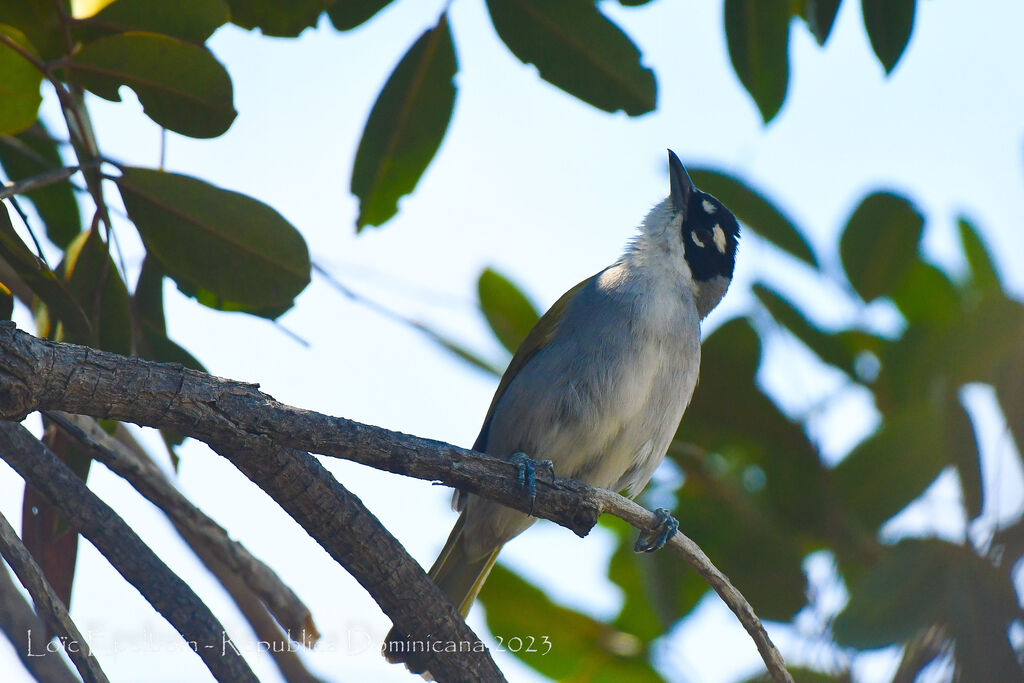 Black-crowned Palm-tanager