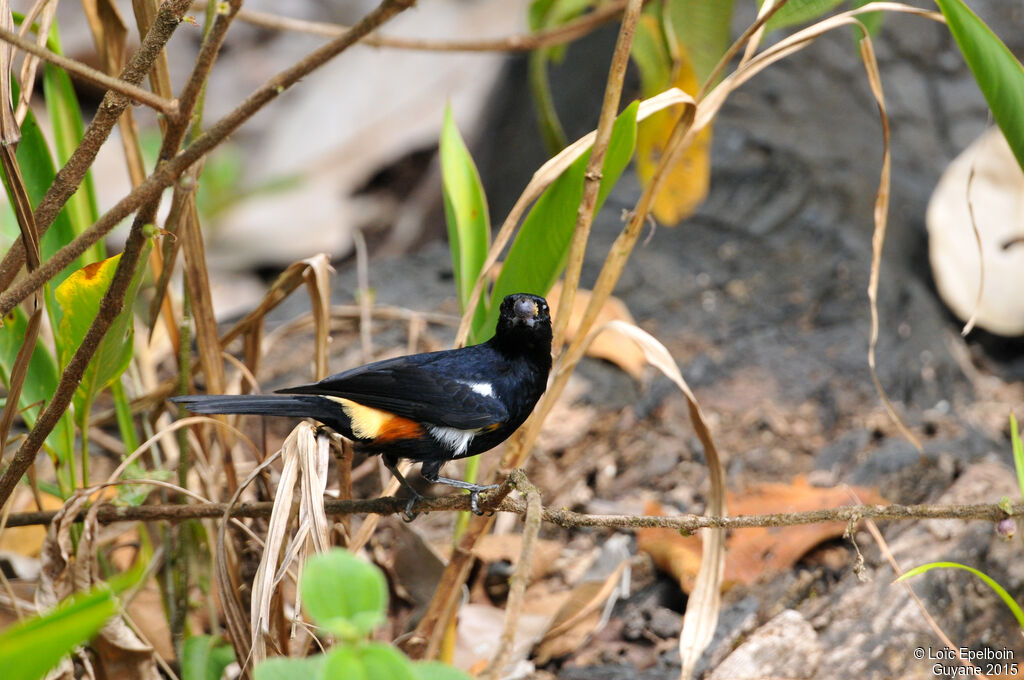 Fulvous-crested Tanager