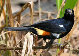 Fulvous-crested Tanager