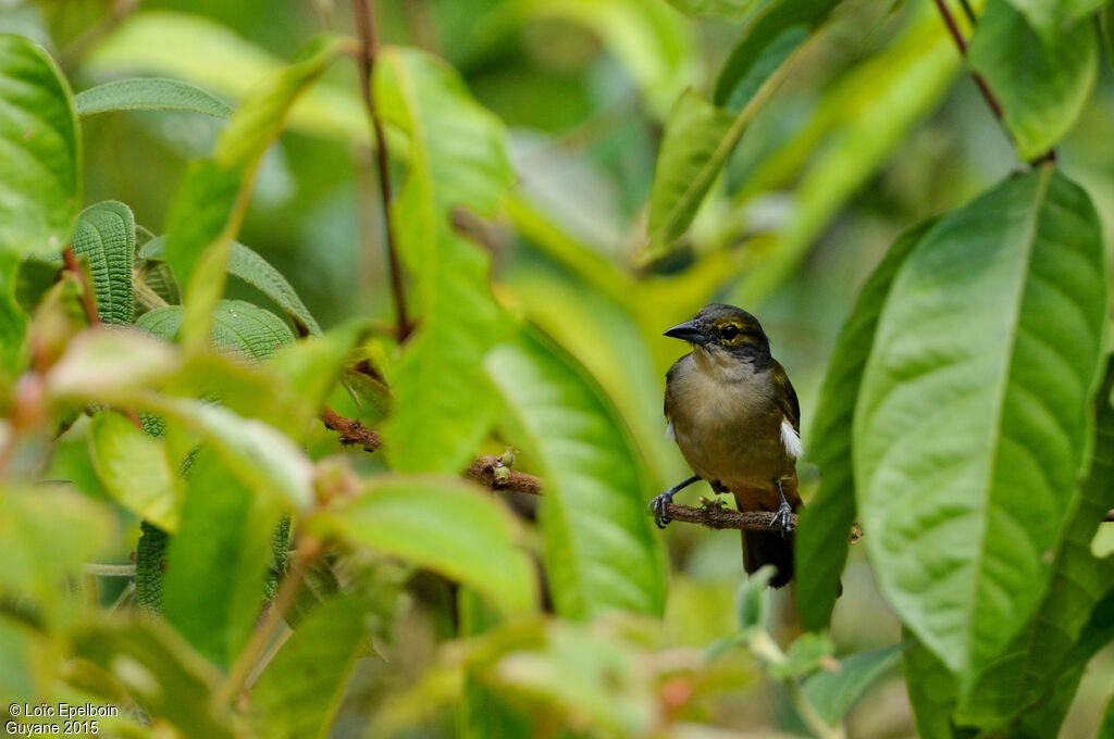 Fulvous-crested Tanager