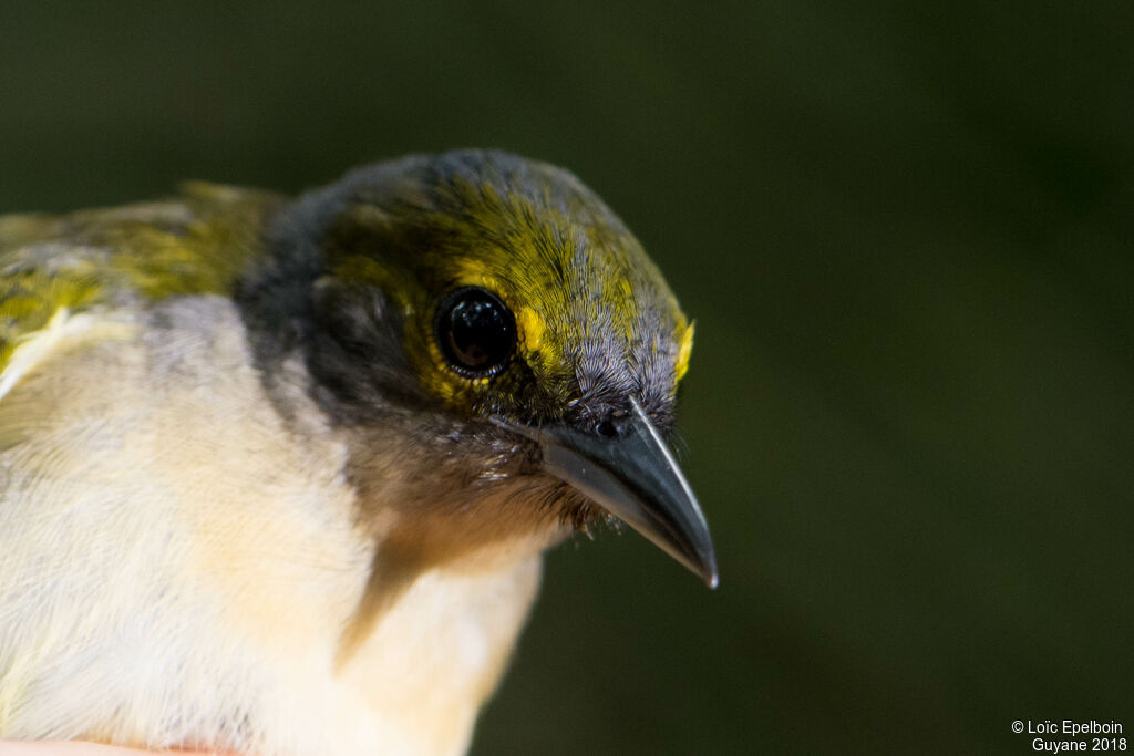 Fulvous-crested Tanager