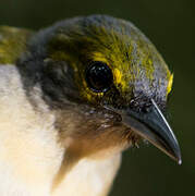 Fulvous-crested Tanager