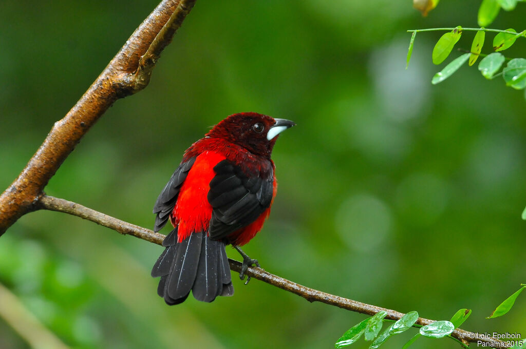 Tangara à dos rouge