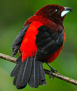 Crimson-backed Tanager