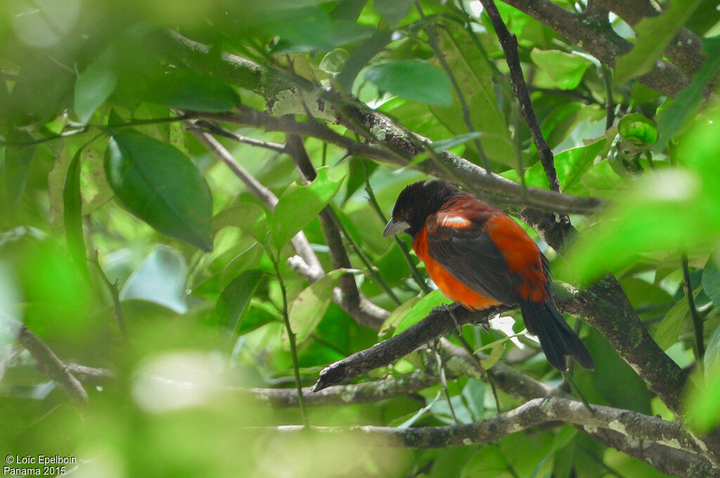 Crimson-backed Tanager