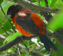 Crimson-backed Tanager