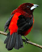 Crimson-backed Tanager