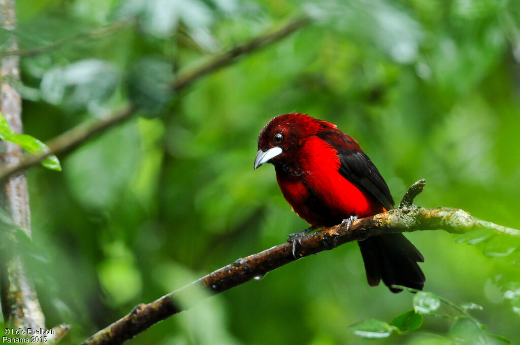 Tangara à dos rouge