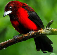 Crimson-backed Tanager