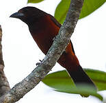 Tangara à dos rouge
