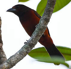 Tangara à dos rouge
