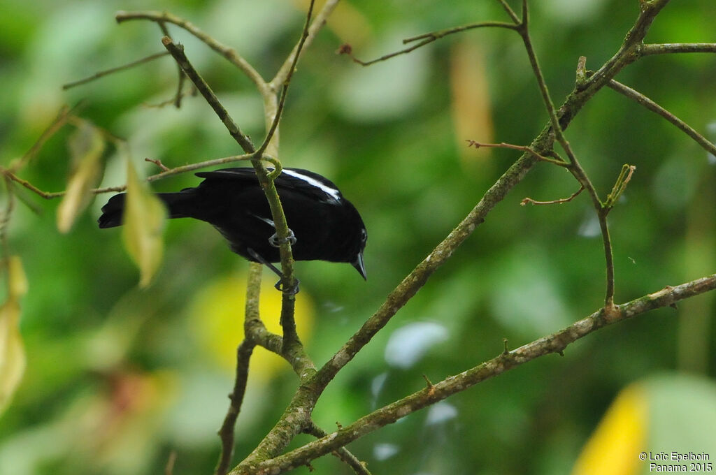 White-shouldered Tanager