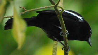 White-shouldered Tanager