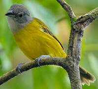 White-shouldered Tanager