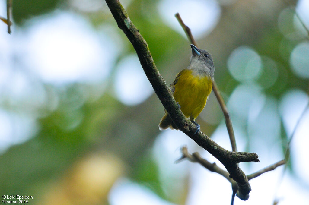 White-shouldered Tanager female adult