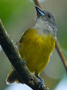 White-shouldered Tanager