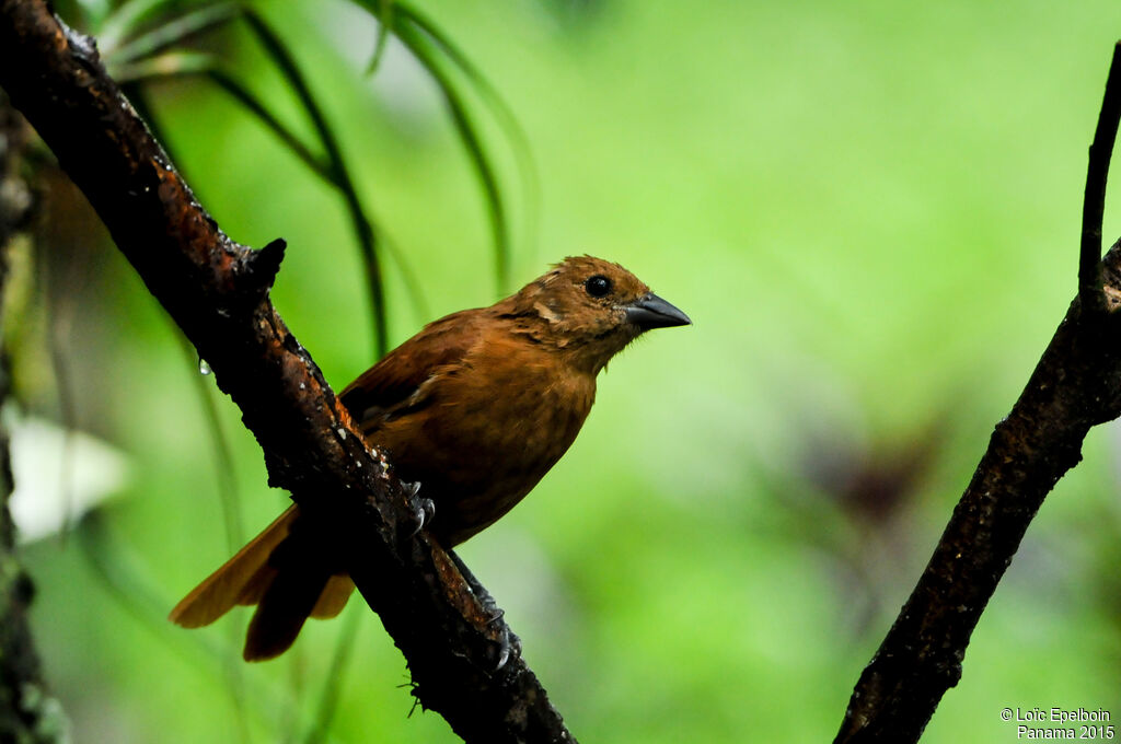 White-lined Tanager