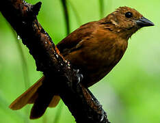 White-lined Tanager