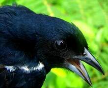 White-lined Tanager