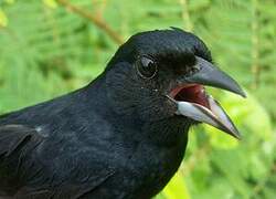 White-lined Tanager