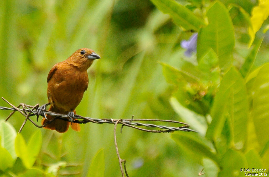 White-lined Tanager