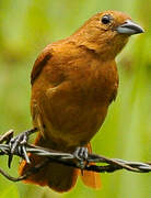 White-lined Tanager