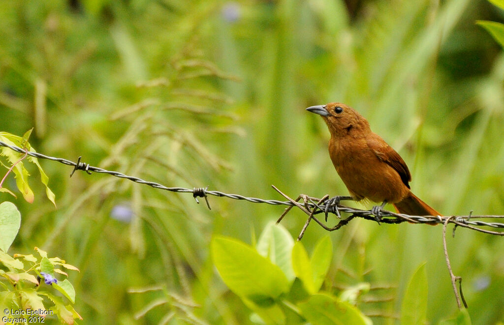 Tangara à galons blancs