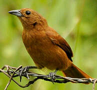 White-lined Tanager