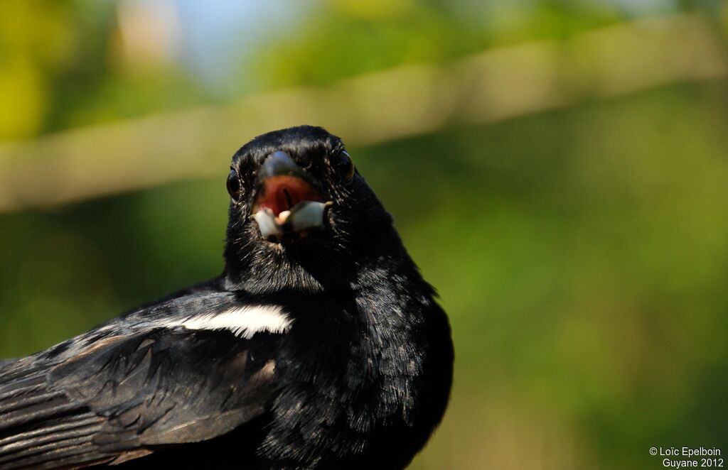 White-lined Tanager