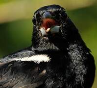 White-lined Tanager