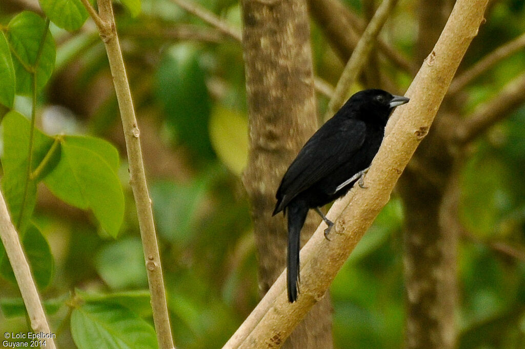 Tangara à galons blancs