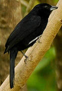 White-lined Tanager