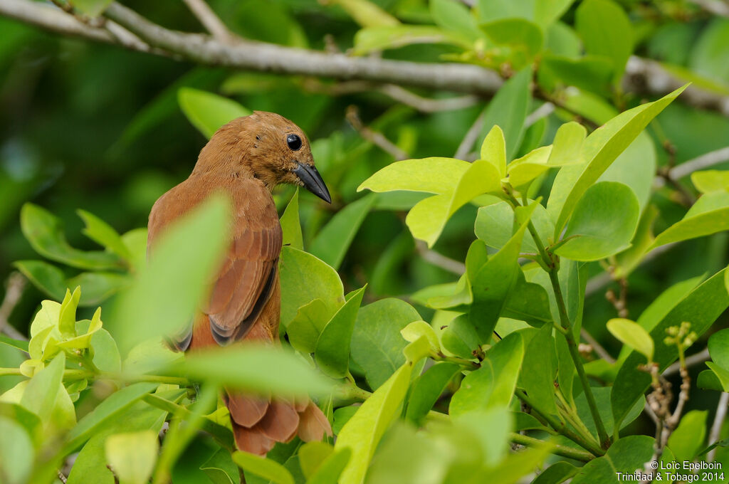 White-lined Tanager