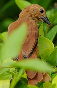 White-lined Tanager