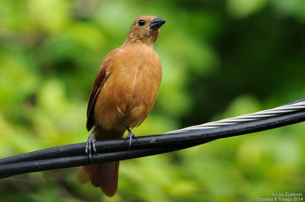 White-lined Tanager female adult