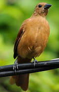 White-lined Tanager