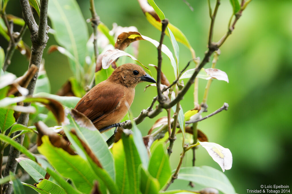 White-lined Tanager female adult