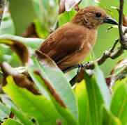 White-lined Tanager