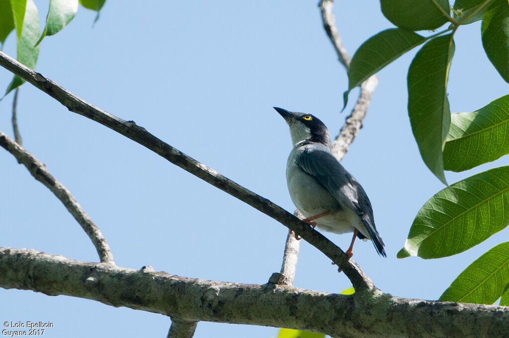 Hooded Tanager