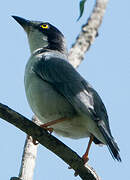 Hooded Tanager