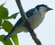 Hooded Tanager